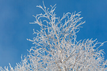 A tree with a lot of snow on it is in front of a blue sky