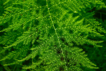Green leaves of the Asparagus setaceus plant. Suitable for Christmas decoration