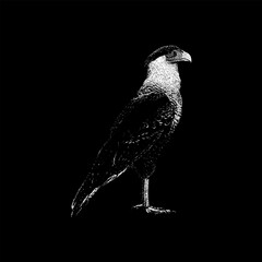 Crested Caracara hand drawing vector isolated on black background.
