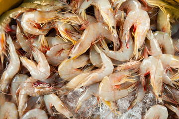 shrimps on ice