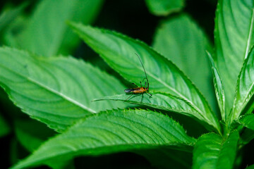 Aphids. Small Insects on Leaves. Macro Garden Parasite Insect Pest Greenfly or Green Aphid on Green Background