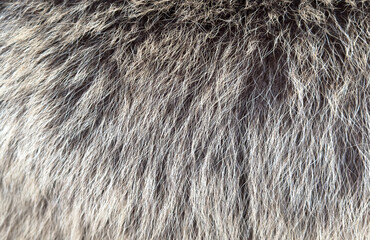 The fur of an animal is shown in a close up