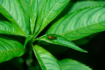Aphids. Small Insects on Leaves. Macro Garden Parasite Insect Pest Greenfly or Green Aphid on Green Background