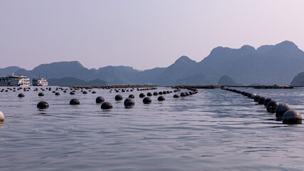 View at a rows of round black buoys holding cages with oysters at a pearl farm, Ha Long Bay, Vietnam