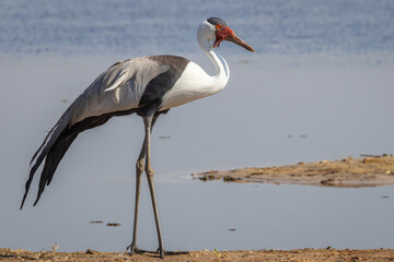 Wattled crane