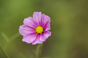 Obraz premium light pink cosmos flower, bright pastel lilac coloured cosmea flower close-up, close-up cosmea flower with yellow pollen pistil, petals, light pink flower, cosmos bipinnatus, cosmea flower