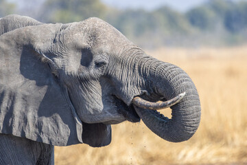 Closeup of elephant drinking