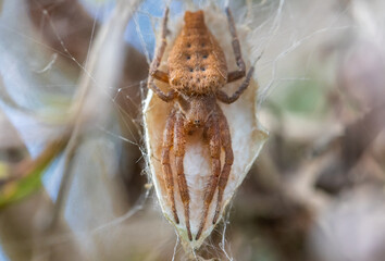 A spider called a double tailed tent spider, protecting and guarding its egg sac with an imposing stance in a suburban garden on the Gold Coast in Queensland, Australia.