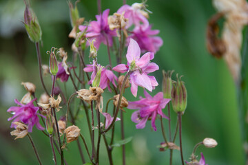 Pink aquilegia flowers on a blurred green background in the garden in summer