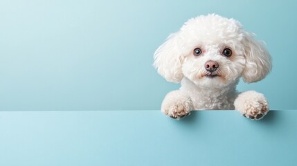 This cute Bichon peeks over the edge of a table with its paws hanging off the side. It conveys a cute and warm minimalist style to the image.