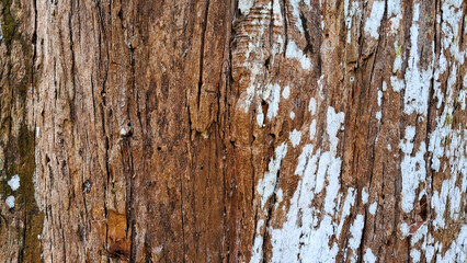 Tree timber background