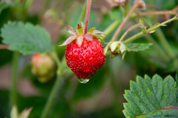 Drops of water on a red strawberry after the rain