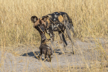 African wild dog feeding pup