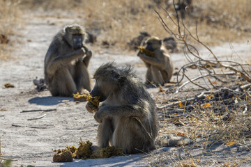 Baboons eating insects inside elephant dung
