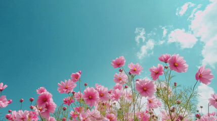 "A low-angle view of pink cosmos flowers blooming, set against a vibrant blue sky, capturing the delicate petals swaying gently in the breeze."

