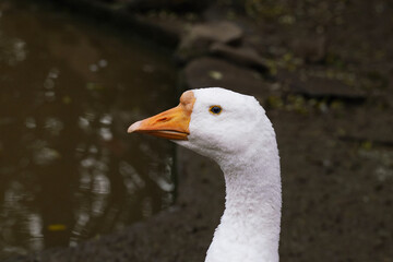 A white goose poses elegantly with its neck extended by a tranquil pond.