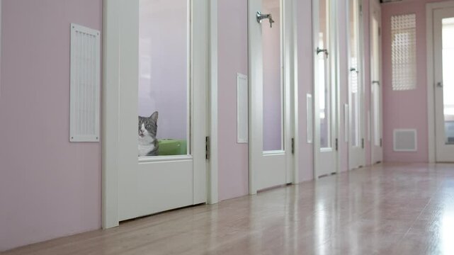 Sad cat in pet hotel, bored and looking out the window of room while waiting for owners to return. Cat feeling stress, sadness and loneliness. Boarding house for pets while their owners on vacation.