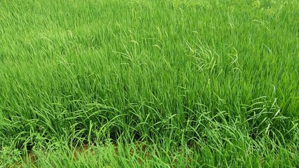 green grass in the wind