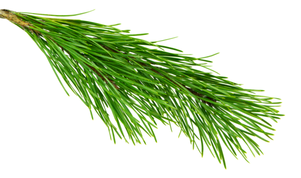 pine cone. branch on transparent, png. Spruce branch with green cones on white. Young pine cone on a green tree branch.