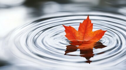 Calm Nature: A lone autumn leaf floating in still water with subtle ripples.
