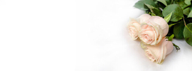 The branch of pink roses on white fabric background
