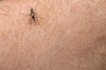 one mosquito sits on the hand, pierces the skin and sucks human blood. Causes the disease malaria. Mosquitoes are dangerous carriers of diseases