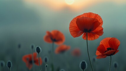 Obraz premium Vibrant Red Poppies in Misty Dawn, Delicate Petals Unfolding at Sunrise, Soft Gray-Blue Background, Intricate Texture