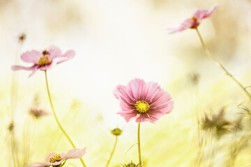 floral delicate pale background. Vintage style. flowers chamomile cosmos