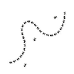 line of ants