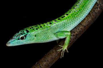 Obraz premium Emerald skink (Lamprolepis smaragdina) Selayar