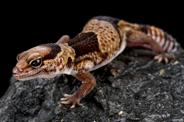 Fat-tail gecko (Hemitheconyx caudicinctus)