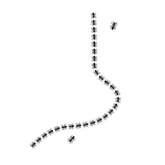 line of ants