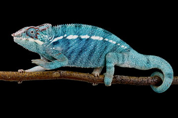 Panther Chameleon (Furcifer pardalis) male