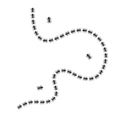 line of ants