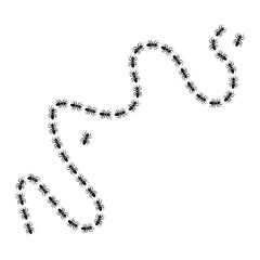 line of ants
