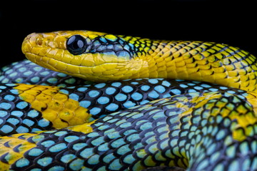 Rainbow tree snake (Gonyosoma margaritatus)