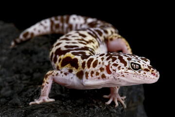 West Indian Leopard Gecko (Eublepharis fuscus)