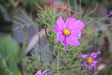 Image of cosmos blooming at Junam Reservoir in Changwon