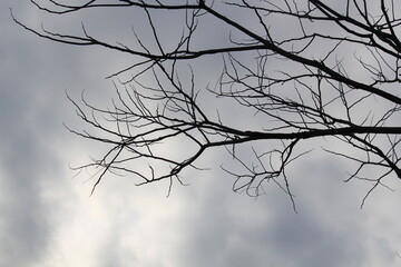 Image of a tree with fallen leaves in an apartment building near the Daecheongcheon Stream walking trail
