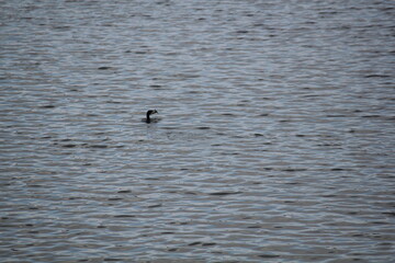 Image of migratory birds searching for food at Junam Reservoir migratory bird habitat in Changwon
