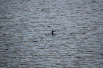 Image of migratory birds searching for food at Junam Reservoir migratory bird habitat in Changwon
