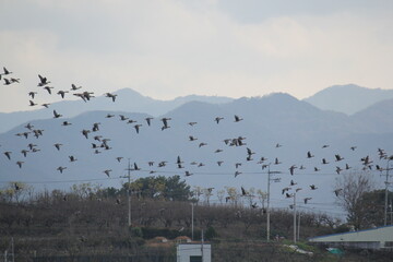 Image of migratory birds taking flight at Junam Reservoir in Changwon
