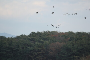 Image of migratory birds taking flight at Junam Reservoir in Changwon
