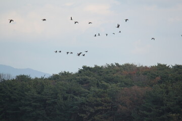 Image of migratory birds taking flight at Junam Reservoir in Changwon
