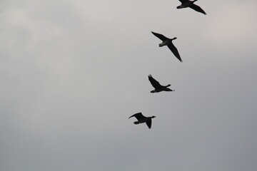 Image of migratory birds taking flight at Junam Reservoir in Changwon
