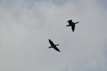 Image of migratory birds taking flight at Junam Reservoir in Changwon
