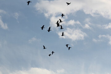 Image of migratory birds taking flight at Junam Reservoir in Changwon
