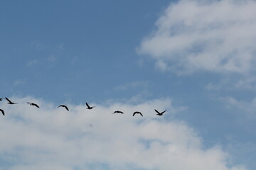 Image of migratory birds taking flight at Junam Reservoir in Changwon
