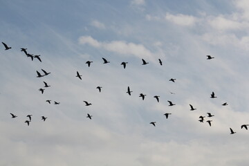 Image of migratory birds taking flight at Junam Reservoir in Changwon
