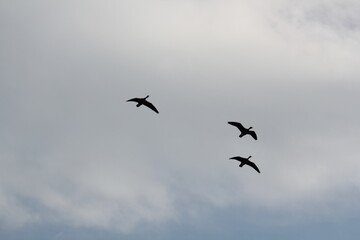 Image of migratory birds taking flight at Junam Reservoir in Changwon
